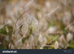 Attēlu rezultāti vaicājumam “Lunaria rediviva bud”