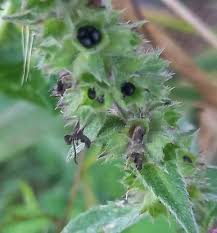 Attēlu rezultāti vaicājumam “Stachys palustris fruit”
