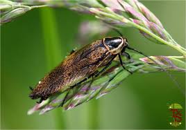 Attēlu rezultāti vaicājumam “Ectobius sylvestris female”