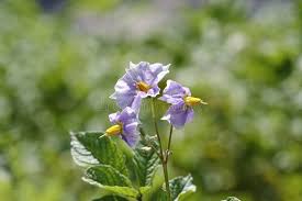 Attēlu rezultāti vaicājumam “Solanum tuberosum flower”