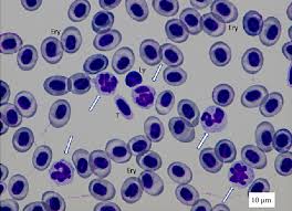 Image result for Huso brevirostrum