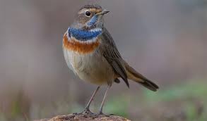 Attēlu rezultāti vaicājumam “Muscicapidae”