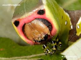 Attēlu rezultāti vaicājumam “Cerura vinula larva”