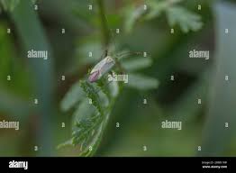 Attēlu rezultāti vaicājumam “Adelphocoris quadripunctatus”