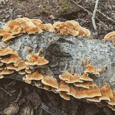 Attēlu rezultāti vaicājumam “Onnia triquetra”