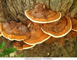 Attēlu rezultāti vaicājumam “Ganoderma applanatum”
