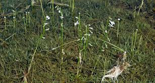 Attēlu rezultāti vaicājumam “Lobelia dortmanna”
