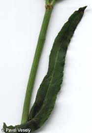 Attēlu rezultāti vaicājumam “Rumex thyrsiflorus”