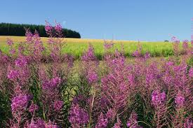 Image result for Weidenröschen