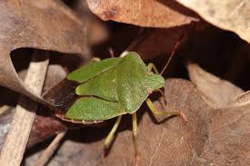 Attēlu rezultāti vaicājumam “Palomena prasina”