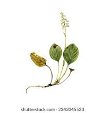 Attēlu rezultāti vaicājumam “Pyrola rotundifolia leaf”