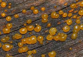 Attēlu rezultāti vaicājumam “Dacrymyces stillatus”