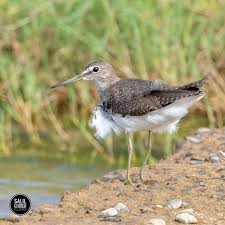 Attēlu rezultāti vaicājumam “Tringa ochropus”