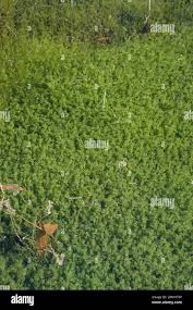 Attēlu rezultāti vaicājumam “Chara aspera male”