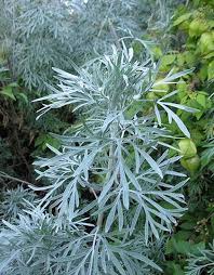 Image result for Artemisia absinthium