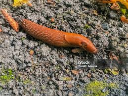 Attēlu rezultāti vaicājumam “Arion lusitanicus”