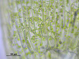 Attēlu rezultāti vaicājumam “Pohlia wahlenbergii”