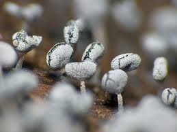 Attēlu rezultāti vaicājumam “Physarum compressum”