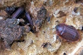 Attēlu rezultāti vaicājumam “Ostoma ferruginea”