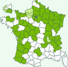 Attēlu rezultāti vaicājumam “Anticollix sparsata”