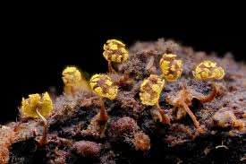 Attēlu rezultāti vaicājumam “Physarum murinum”