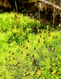 Attēlu rezultāti vaicājumam “Bartramia pomiformis”