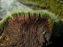 Attēlu rezultāti vaicājumam “Bryum caespiticium”
