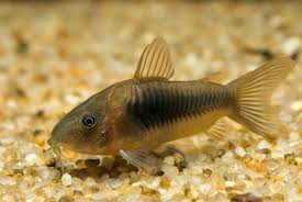 Image result for fish corydoras