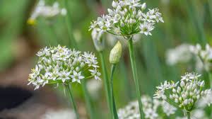 Image result for Schnittknoblauch