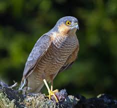 Attēlu rezultāti vaicājumam “Accipiter nisus male”