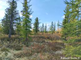 Attēlu rezultāti vaicājumam “Larix sibirica”