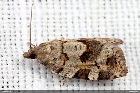 Attēlu rezultāti vaicājumam “Dichelia histrionana”