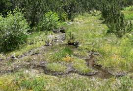 Attēlu rezultāti vaicājumam “Potamophylax”