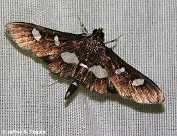 Attēlu rezultāti vaicājumam “Crambidae”