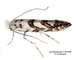 Attēlu rezultāti vaicājumam “Phyllonorycter platanoidella”