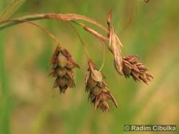 Attēlu rezultāti vaicājumam “Carex paupercula”