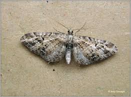 Attēlu rezultāti vaicājumam “Eupithecia exiguata”