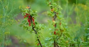 Attēlu rezultāti vaicājumam “Rosa majalis fruit”