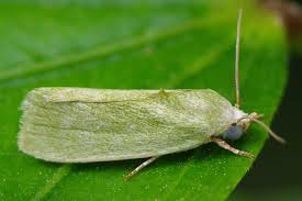 Attēlu rezultāti vaicājumam “Nolidae”