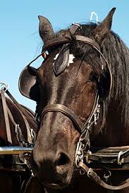 Image result for scheuklappen