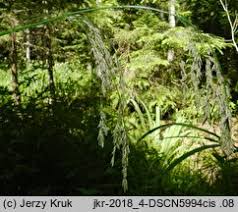 Attēlu rezultāti vaicājumam “Glyceria lithuanica”