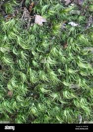 Attēlu rezultāti vaicājumam “Paraleucobryum longifolium”