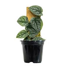 Attēlu rezultāti vaicājumam “Melandrya dubia”