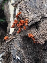 Attēlu rezultāti vaicājumam “Metatrichia vesparia”