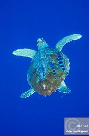 Image result for Caretta caretta
