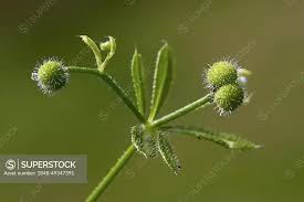 Attēlu rezultāti vaicājumam “Galium aparine fruit”