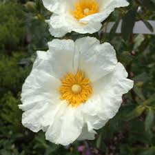 Attēlu rezultāti vaicājumam “Cistaceae”