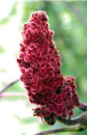 Attēlu rezultāti vaicājumam “Rhus typhina flower”