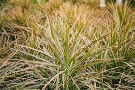 Attēlu rezultāti vaicājumam “Carex appropinquata leaf”