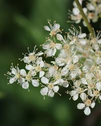 Attēlu rezultāti vaicājumam “Filipendula ulmaria  flower”